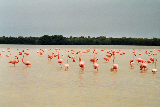 Celestun Flamingos Mexiko