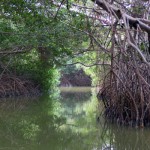 Mangrovenwälder in Mexiko