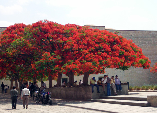 Feuerbaum Mexiko