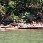 Krokodil im Sumidero Canyon Mexiko