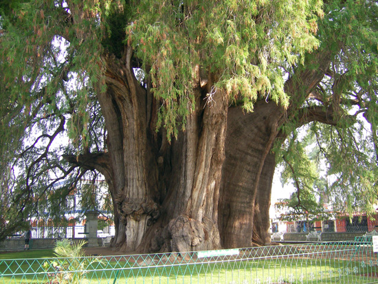 Ansicht vom Riesenbaum in Tule